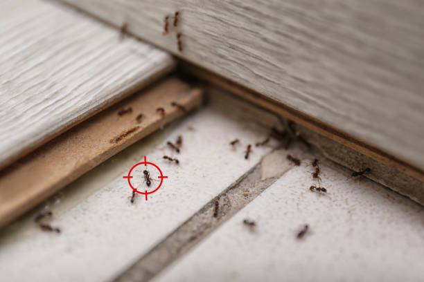 Best Residential Pest Control  in Robinson, TX